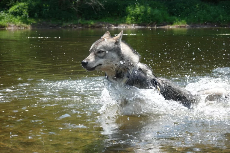 Wolfhund, Wolfalike
