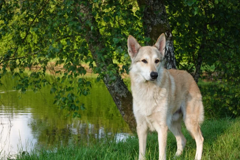 Wolfhund, Wolfalike