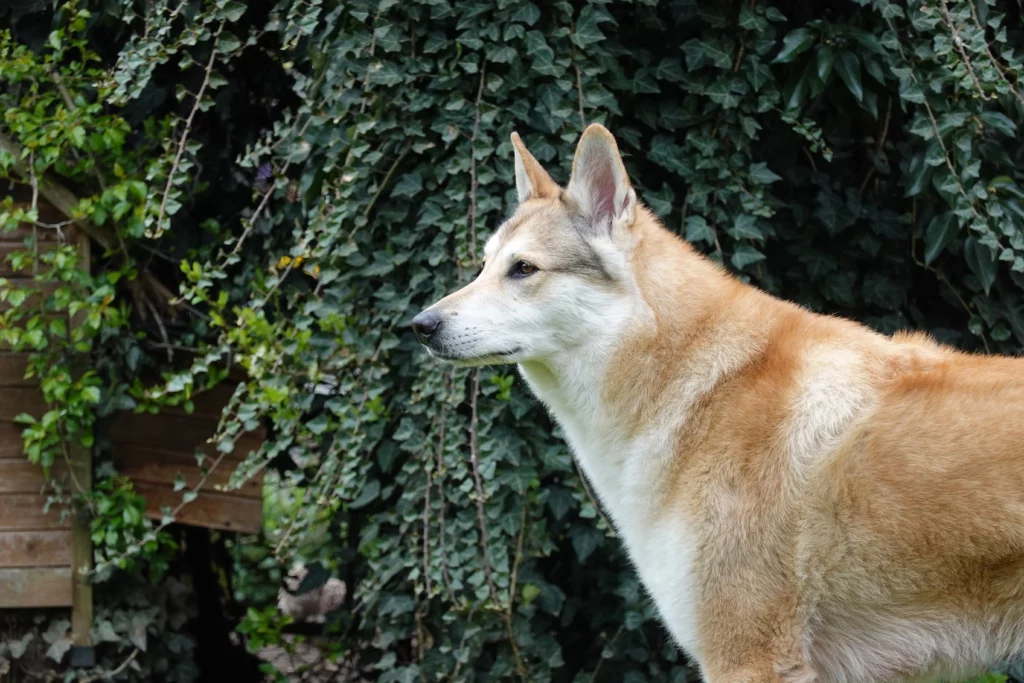 Wolfhund, Wolfalike