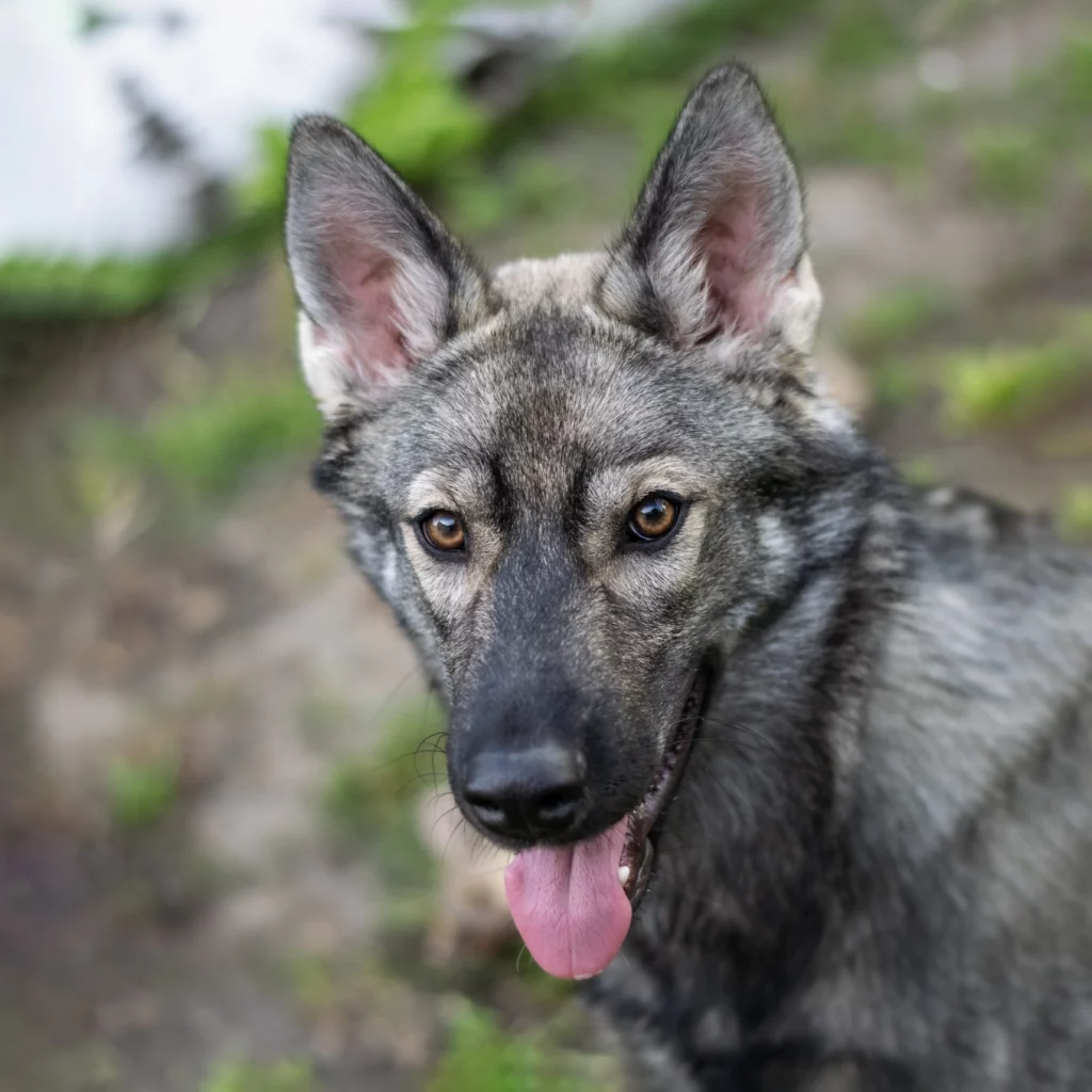 Wolfhund, Tamaskan