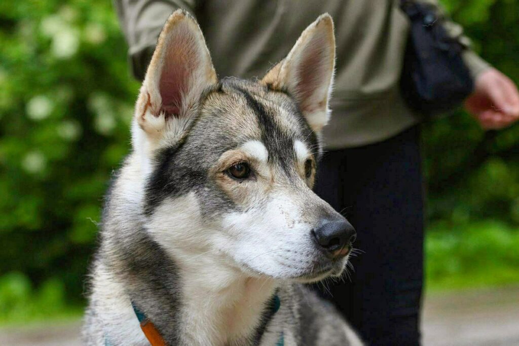 Wolfhund Wolfalike