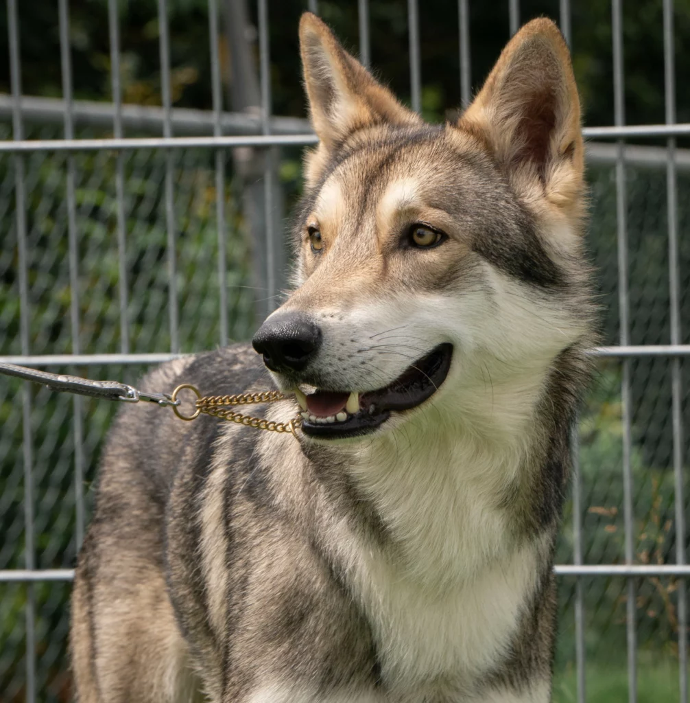 Saarloos Wolfhund