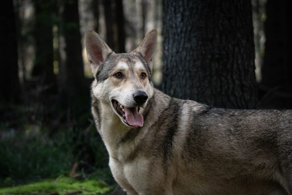 Saarloos Wolfhund