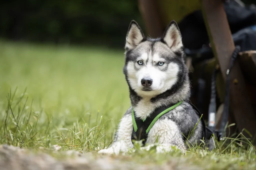 Siberian Husky