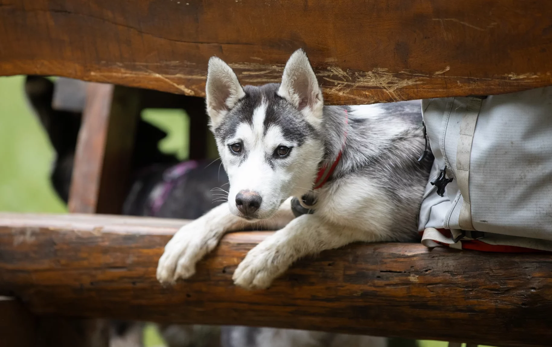Siberian Husky