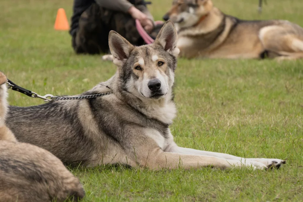 Saarloos Wolfhund