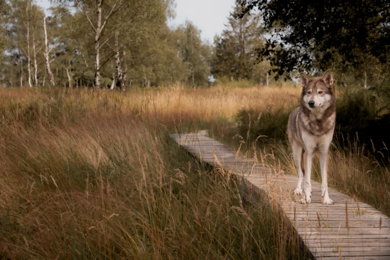 European Wolfdogs and Wolfalikes