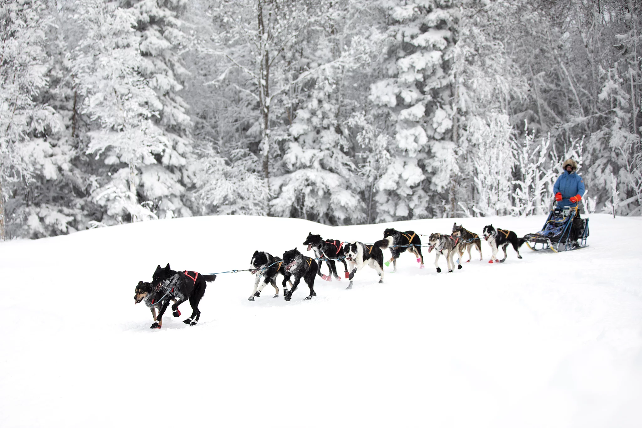 Alaskan Husky