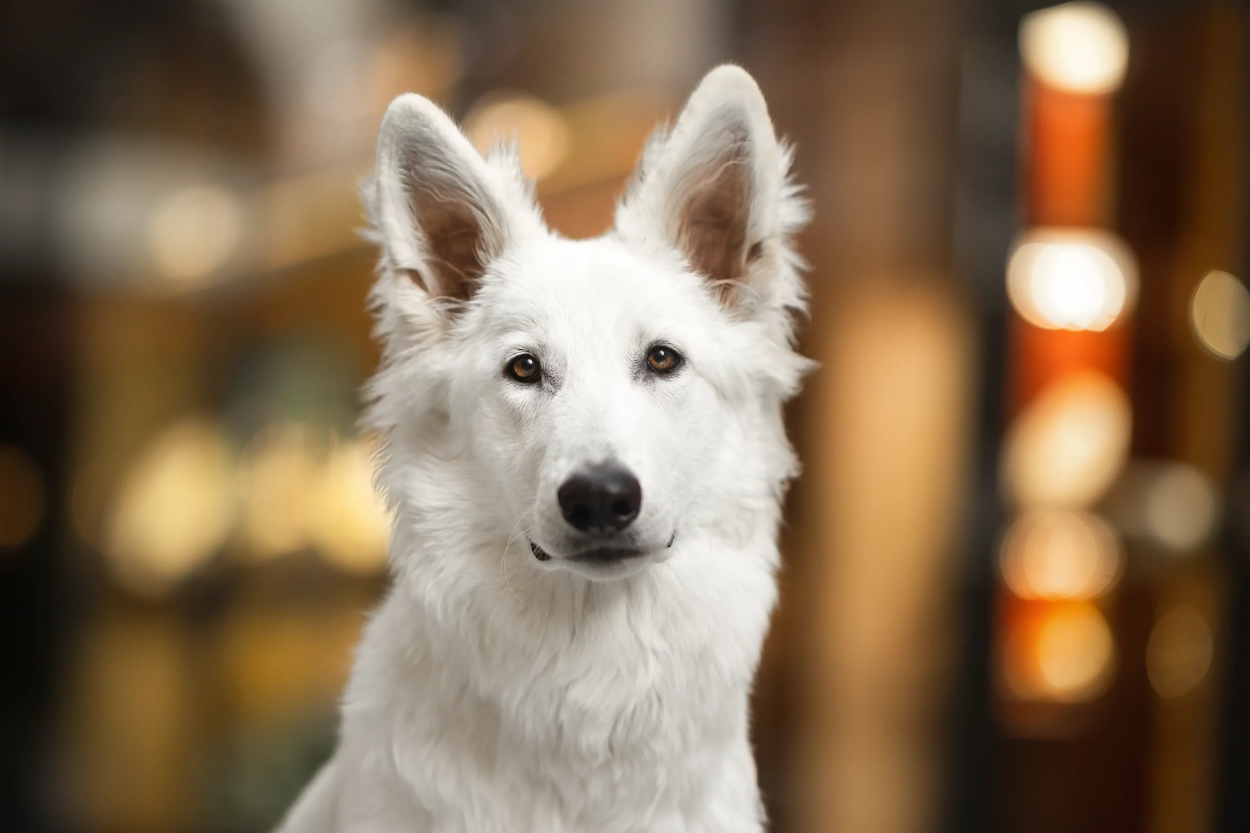 Berger Blanc Suisse Weißer Schweizer Schäferhund