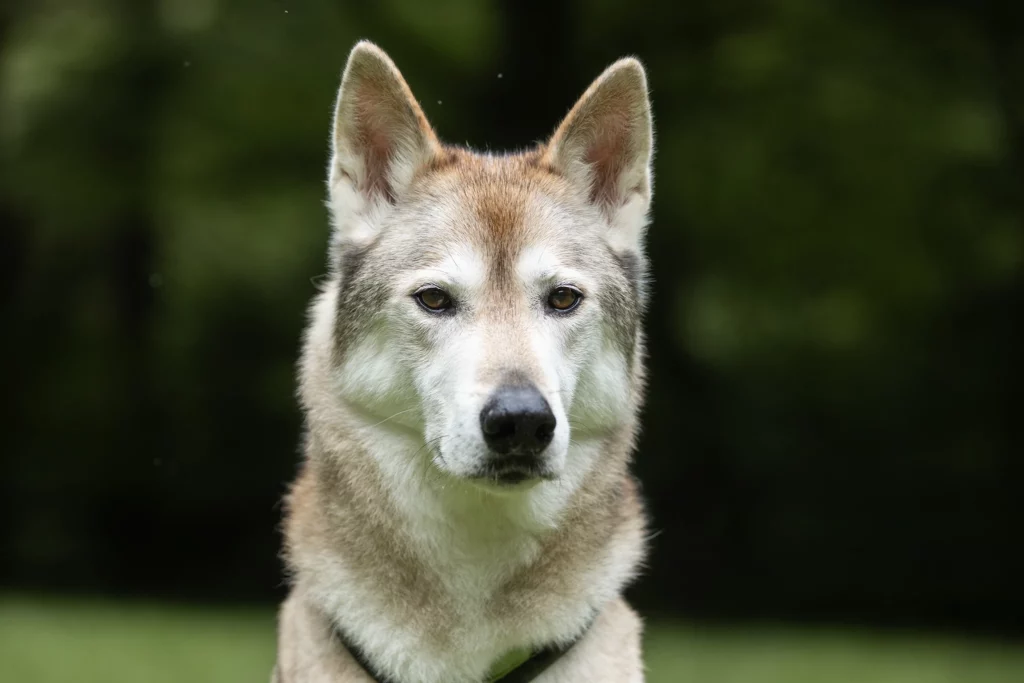 Wolfhund Wolfalike Tamaskan