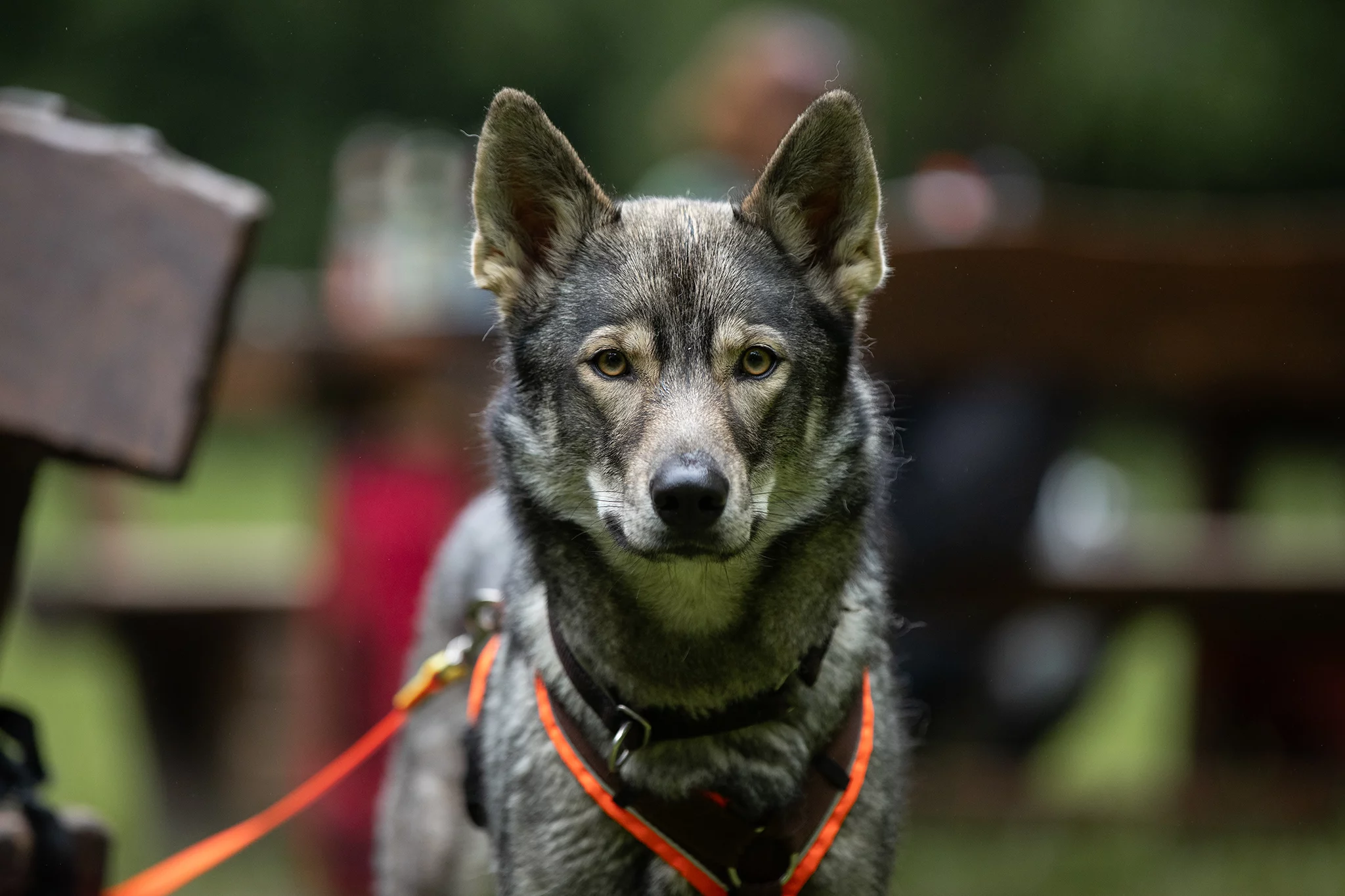 Wolfhund Wolfalike Tamaskan