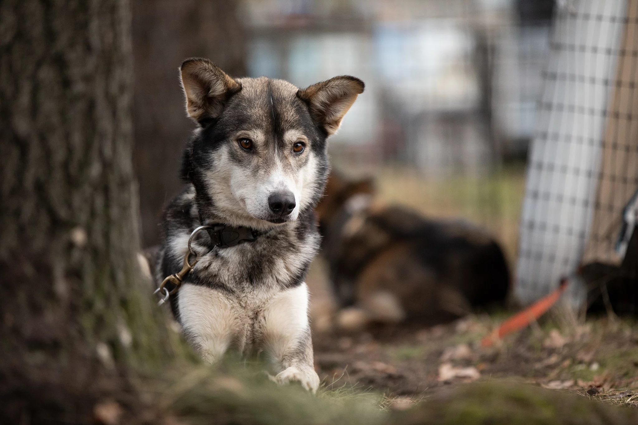 Alaskan Husky