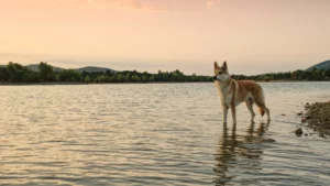 Wolfhund Wolfalike