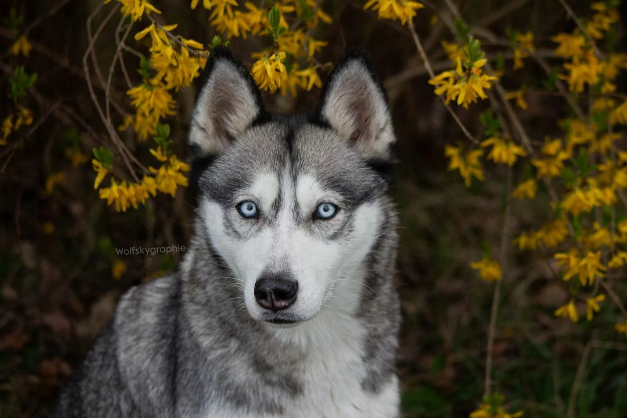 Sibieran Husky