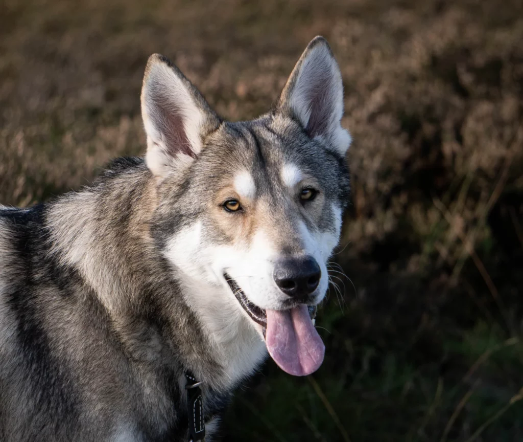 Saarloos Wolfhund