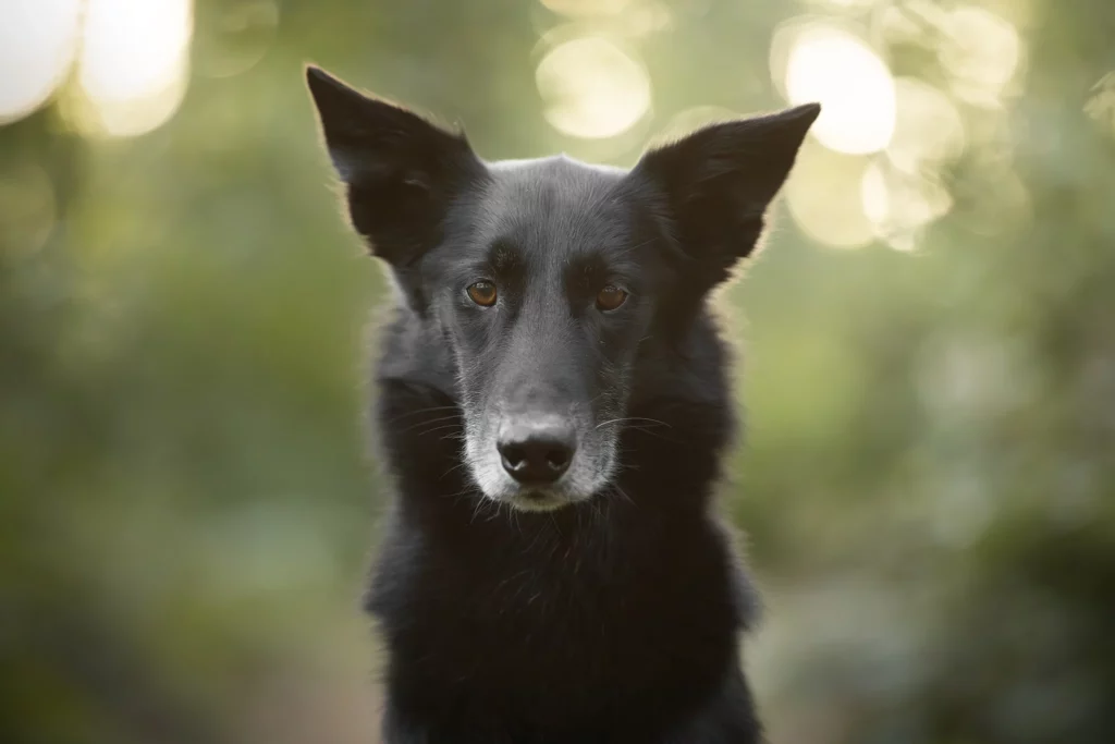 Alaskan Husky