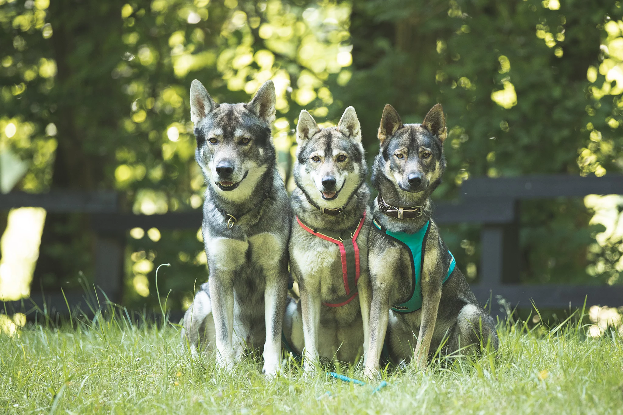 Wolfhund Wolfalike Tamaskan