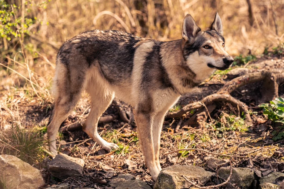 Wolfhund Wolfalike