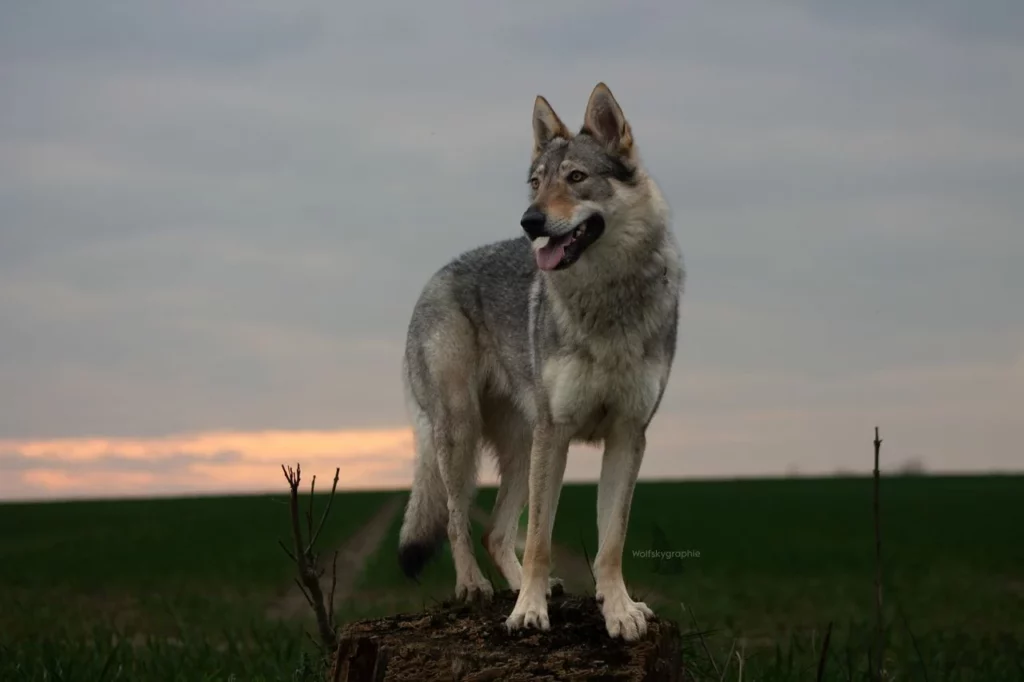 Wolfhund Wolfalike