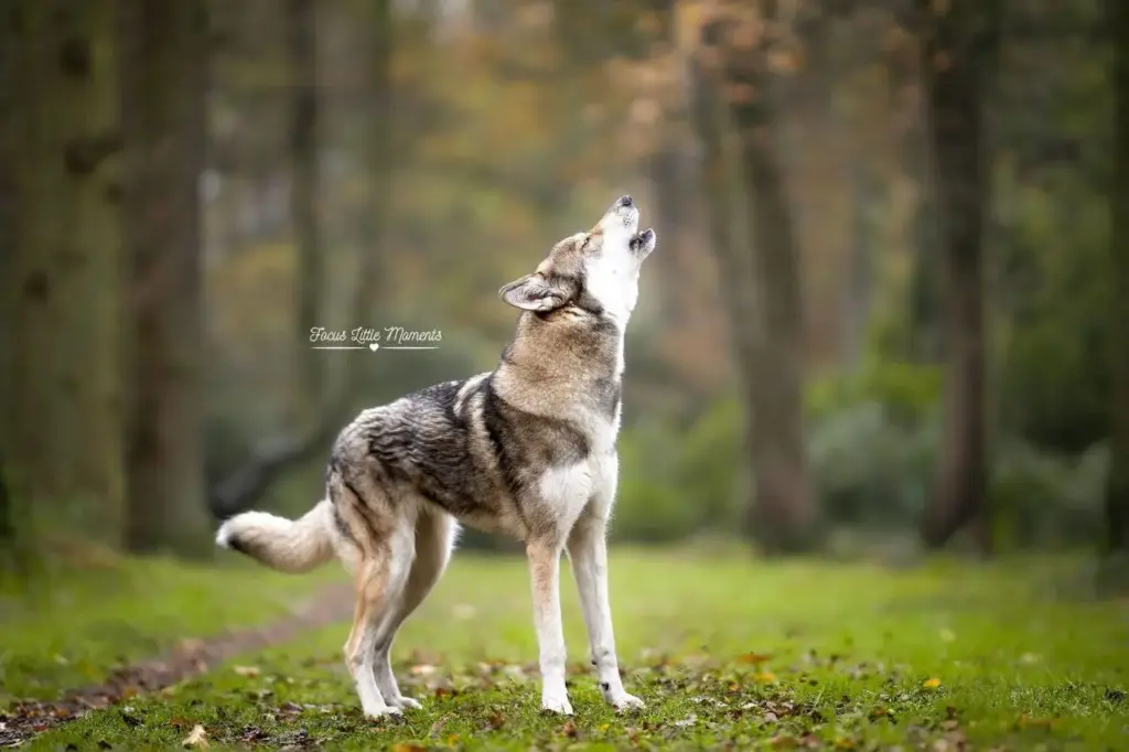 Wolfhündin Tala